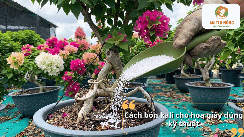 Cách bón kali cho cây hoa giấy đúng kỹ thuật để cây hấp thu dinh dưỡng hiệu quả.