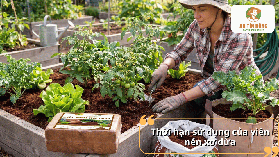 Thời hạn sử dụng của viên nén xơ dừa khi được bảo quản đúng cách trước khi ngâm nước và sử dụng làm giá thể.