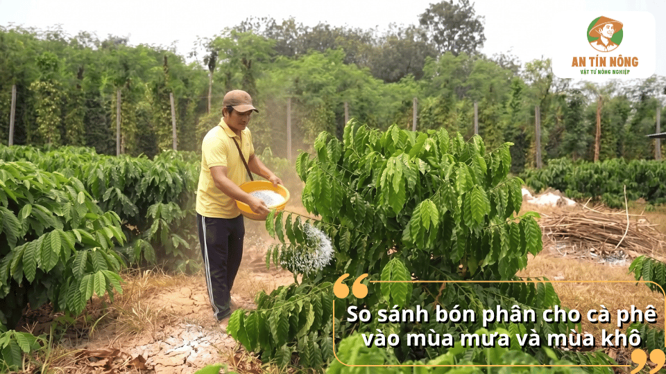 So sánh cách bón phân cho cây cà phê vào mùa mưa và mùa khô.