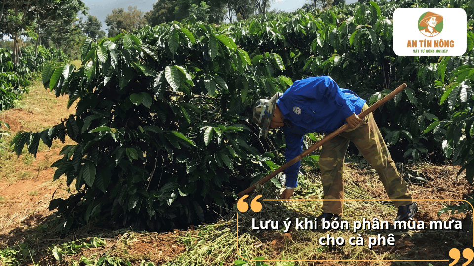 Lưu ý khi bón phân mùa mưa cho cây cà phê giúp giảm rửa trôi, tăng hiệu quả sử dụng phân và bảo vệ bộ rễ.