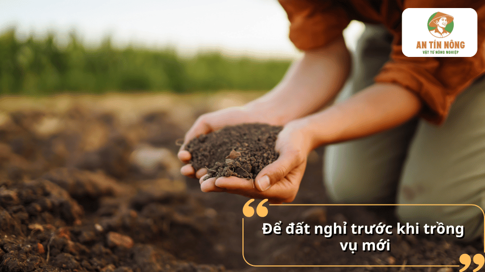 Để đất nghỉ trước khi trồng vụ mới giúp đất có thời gian phục hồi và cân bằng lại dinh dưỡng.