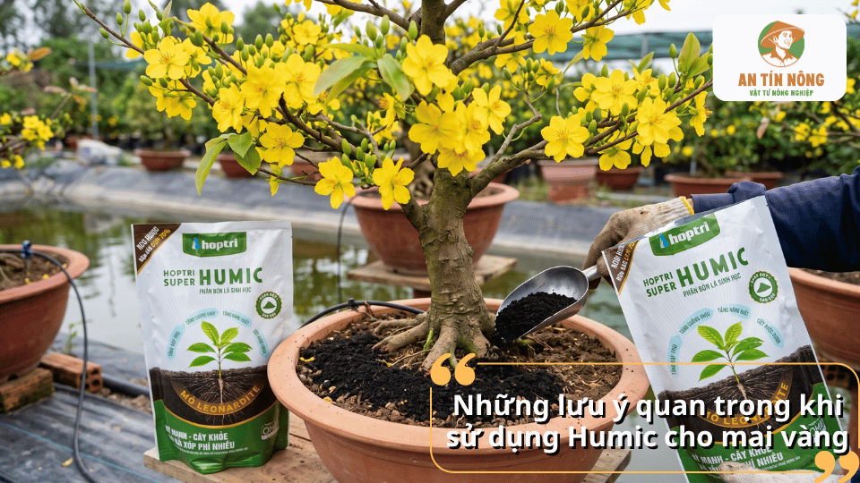 Những lưu ý quan trọng khi sử dụng Humic cho mai vàng để bón đúng liều lượng và đạt hiệu quả chăm sóc tốt.