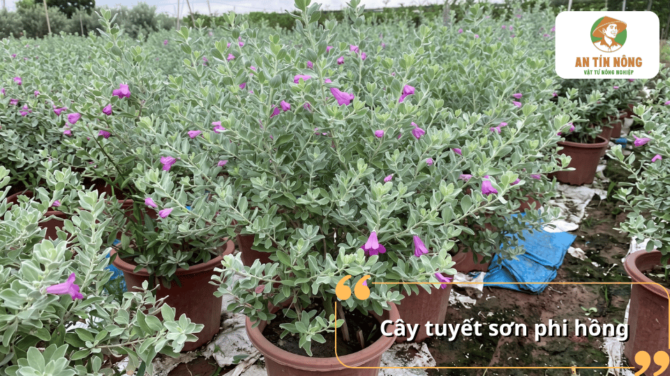 Cây tuyết sơn phi hồng với lá xanh bạc và hoa tím, được trồng trong chậu tại vườn.