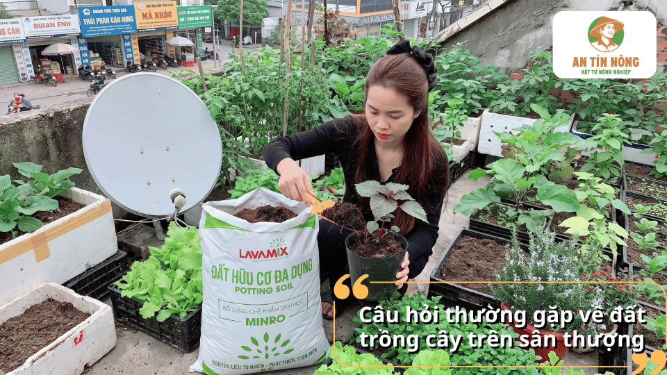 Vườn rau trên sân thượng được chăm sóc trong các thùng trồng với đất hữu cơ Lavamix.