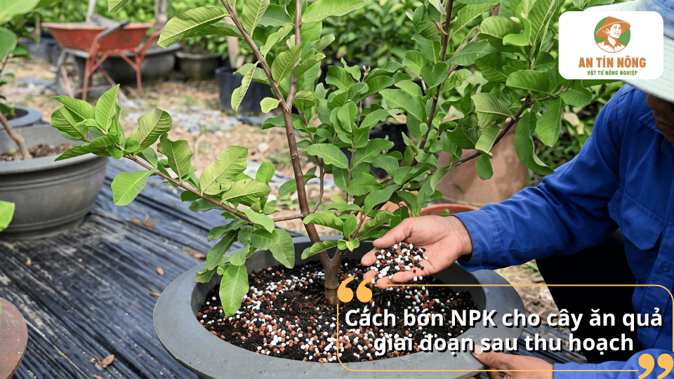 Cách bón NPK cho cây ăn quả giai đoạn sau thu hoạch giúp bổ sung dinh dưỡng cho cây