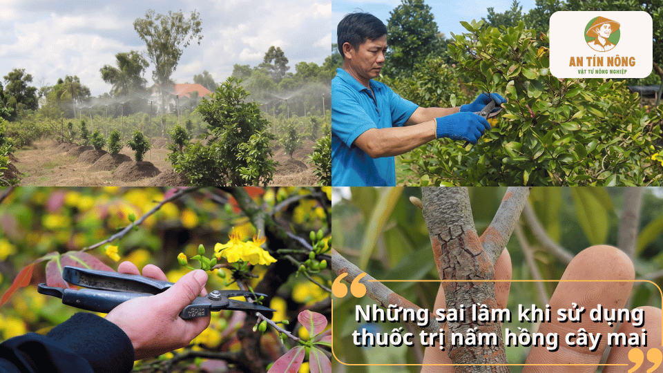 Các vị trí trên cây mai cần lưu ý khi sử dụng thuốc trị nấm hồng.