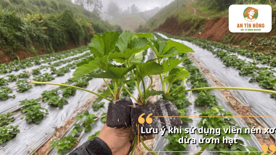 Những lưu ý khi sử dụng viên nén xơ dừa để ươm hạt đạt tỷ lệ nảy mầm cao.