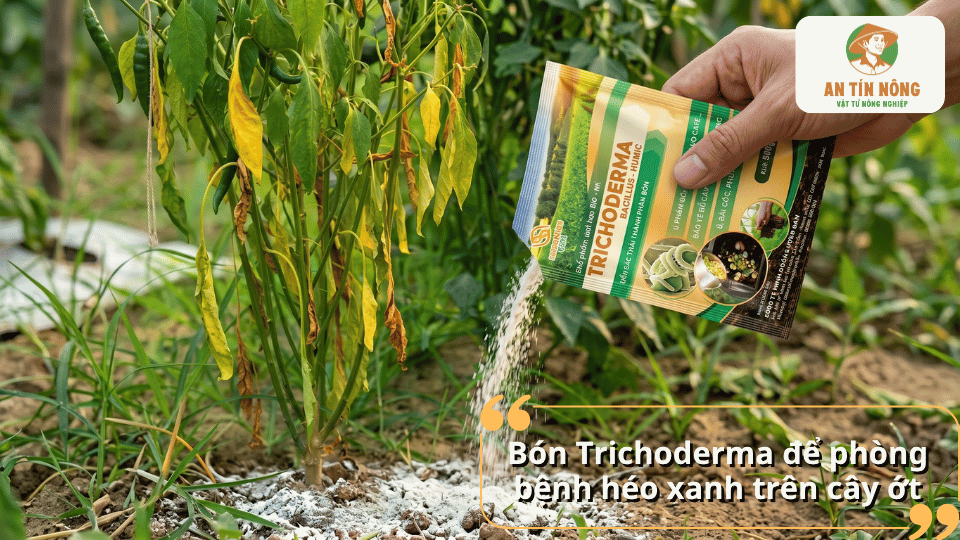 Các giai đoạn cây ớt có biểu hiện héo xanh từ cây non đến cây trưởng thành và khô chết.