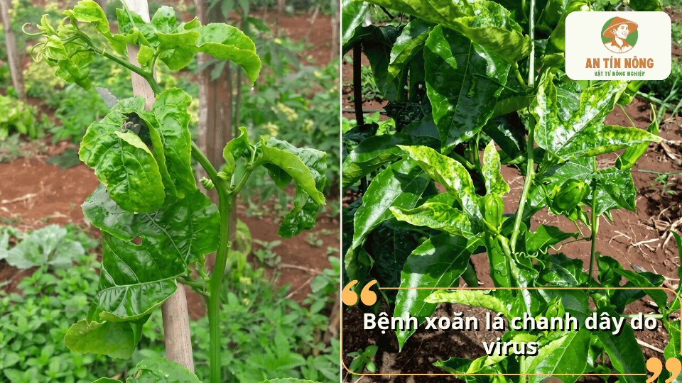 ệnh xoăn lá chanh dây do virus khiến lá biến dạng, xoăn lại và ảnh hưởng đến sự phát triển của cây