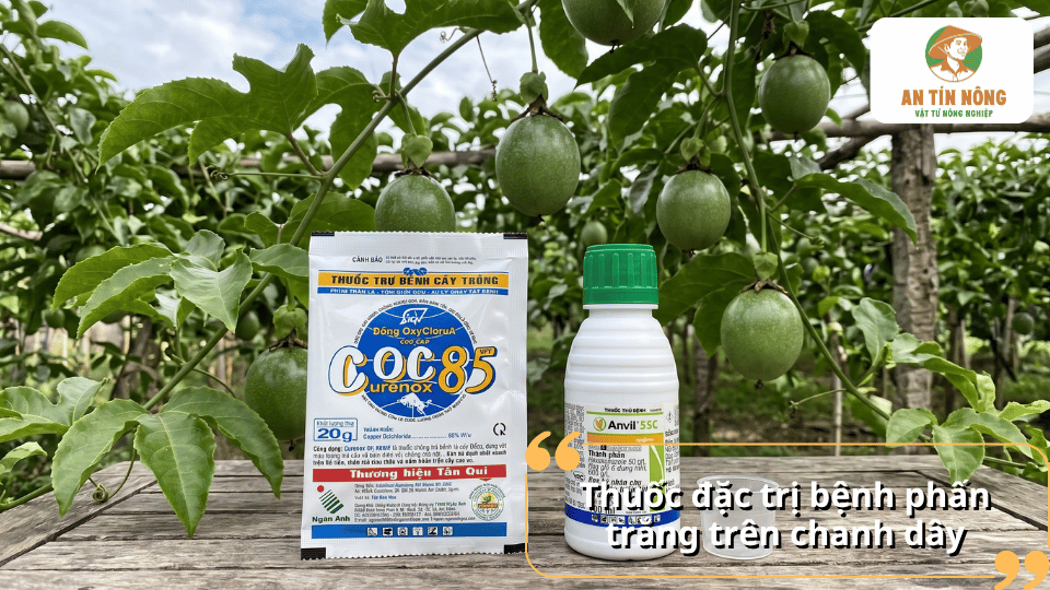 Một số loại thuốc đặc trị được sử dụng để phòng và trị bệnh phấn trắng trên chanh dây.
