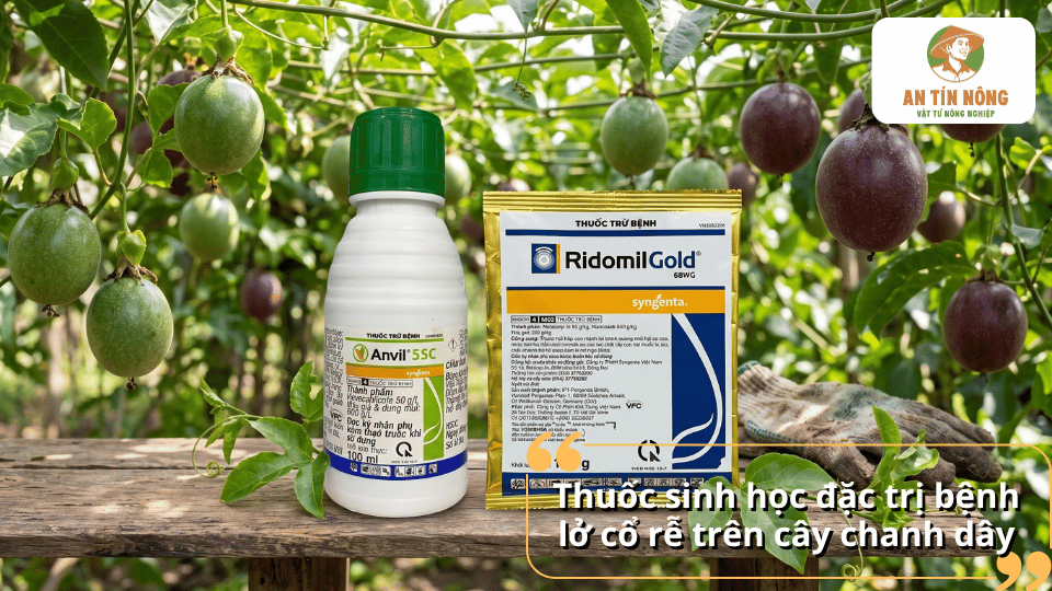 Sử dụng thuốc phòng trị bệnh lở cổ rễ trên cây chanh dây.