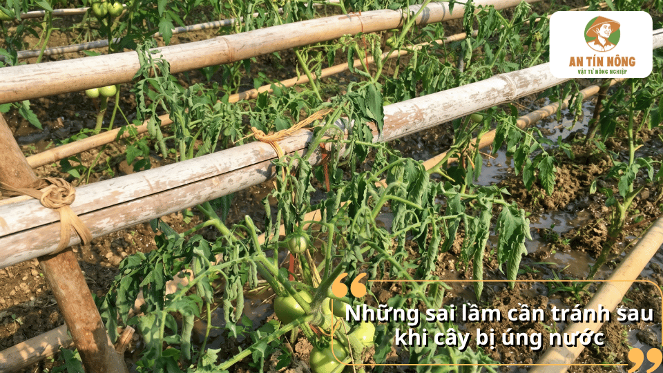 Cây cà chua trong vườn bị héo rũ sau khi úng nước, nằm sát hệ thống giàn tre và khu vực đất còn đọng nướ