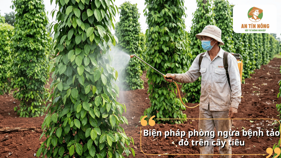 Biện pháp phòng ngừa bệnh tảo đỏ trên cây tiêu giúp hạn chế tái phát.