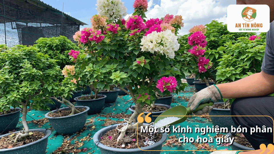 Kinh nghiệm bón phân kali cho hoa giấy giúp cây phát triển khỏe và nở hoa đẹp.