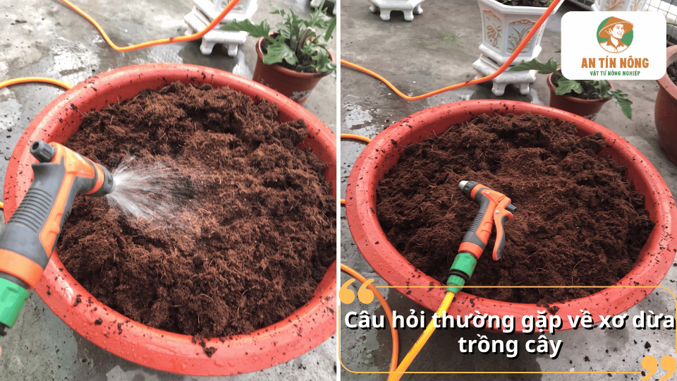 Câu hỏi thường gặp về xơ dừa trồng cây, cách ngâm, sử dụng và chăm sóc cây khi trồng bằng giá thể xơ dừa.