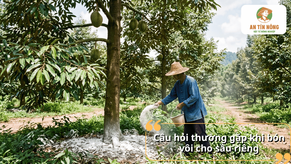 Câu hỏi thường gặp khi bón vôi cho sầu riêng về thời điểm, liều lượng, cách bón và những lưu ý khi sử dụng vôi.