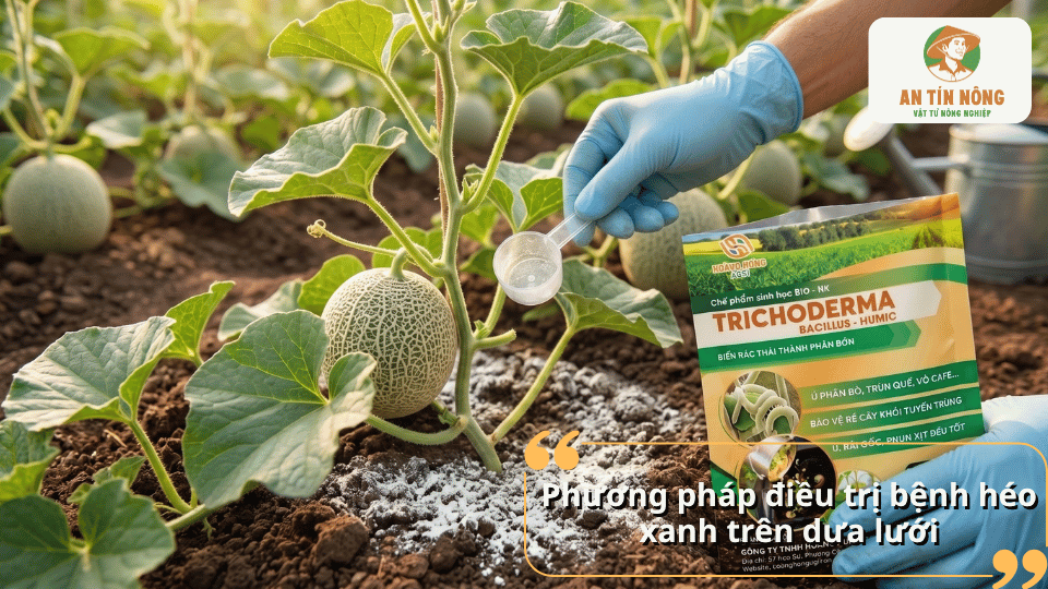 Phương pháp điều trị bệnh héo xanh trên dưa lưới bằng biện pháp xử lý đất và chăm sóc cây.