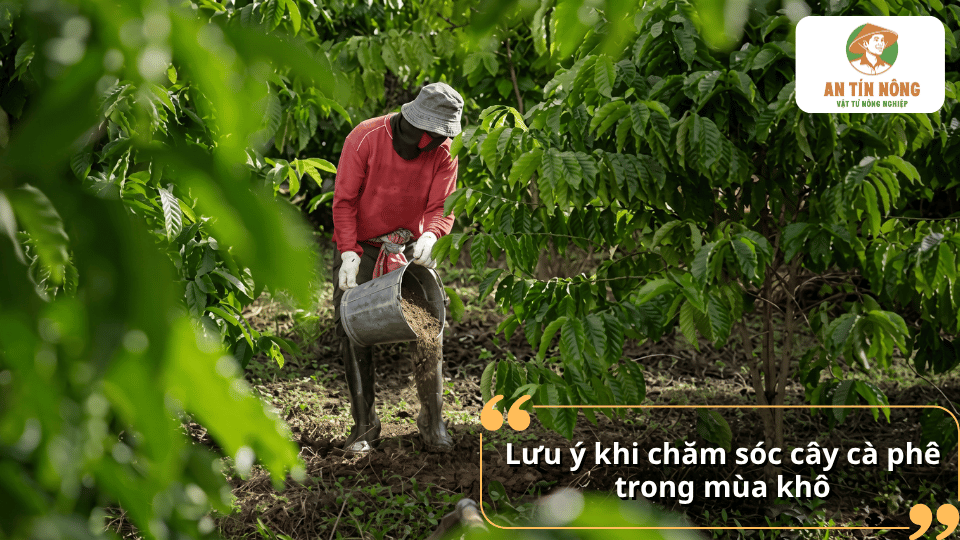 Lưu ý chăm sóc và bón phân cho cây cà phê trong mùa khô để hạn chế suy cây.