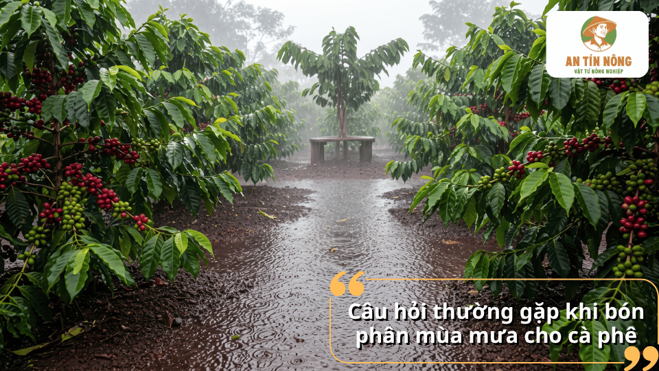 Giải đáp các câu hỏi thường gặp về bón phân mùa mưa cho cà phê như thời điểm, liều lượng và cách bón hiệu quả.