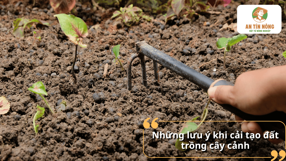 Những lưu ý khi cải tạo đất trồng cây cảnh giúp hạn chế đất bị chai cứng và tạo môi trường tốt cho rễ cây.