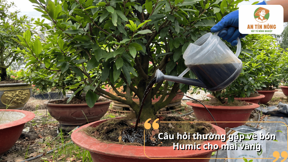 Câu hỏi thường gặp về bón Humic cho mai vàng và cách sử dụng Humic phù hợp trong từng giai đoạn chăm sóc.