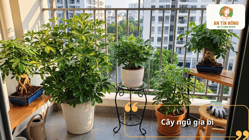 Cây ngũ gia bì trồng chậu với tán lá xanh dày, phù hợp trang trí ban công nhiều ánh sáng