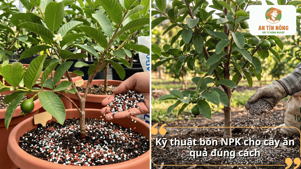 Kỹ thuật bón NPK cho cây ăn quả đúng cách trong trồng chậu và trồng ngoài đất.