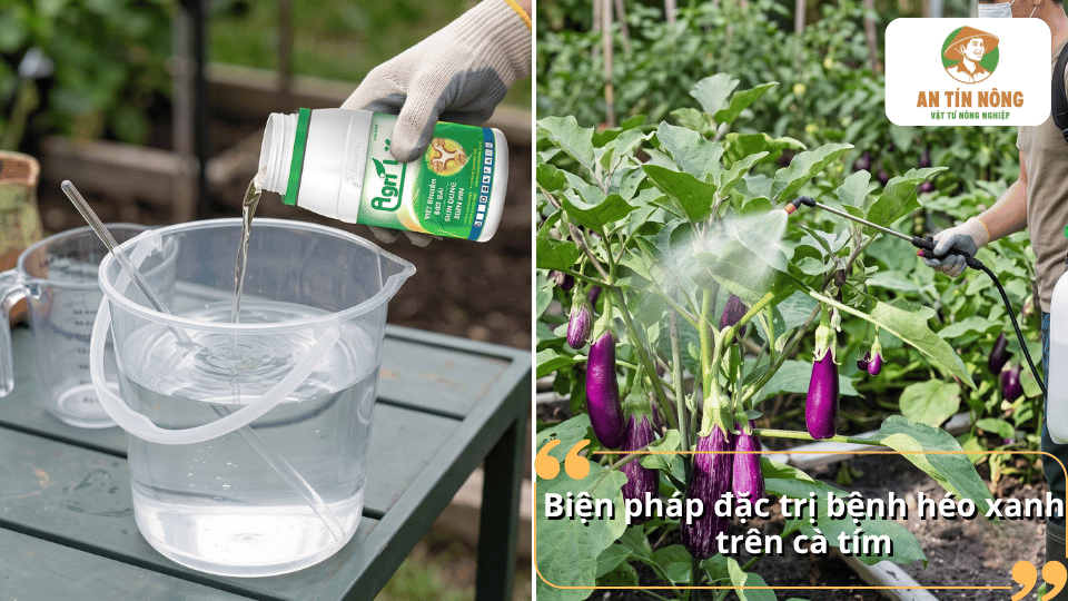 Phun chế phẩm lên cây cà tím để đặc trị bệnh héo xanh.