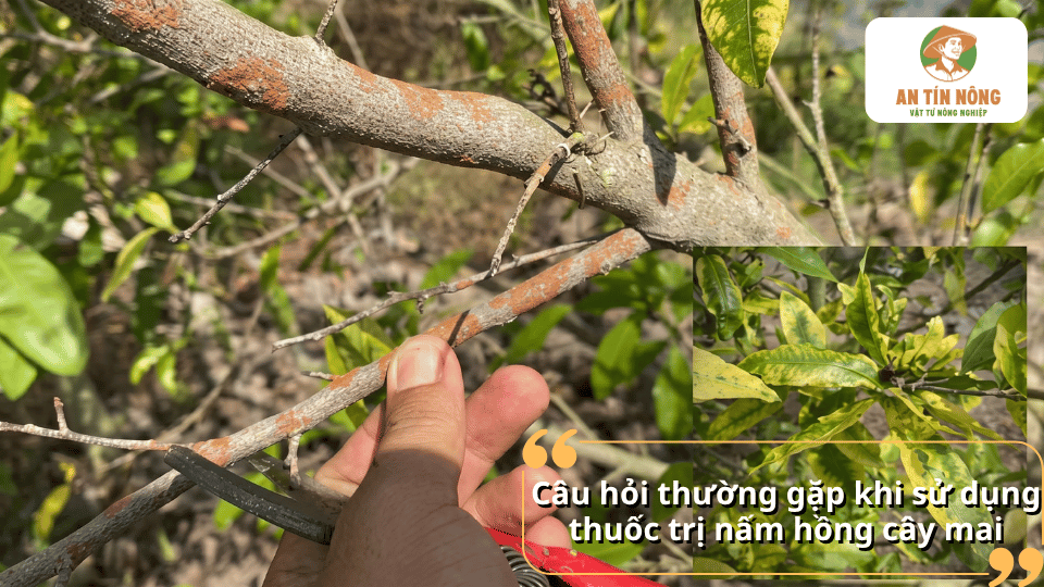 Cành mai bị nấm hồng với câu hỏi thường gặp khi sử dụng thuốc trị bệnh.