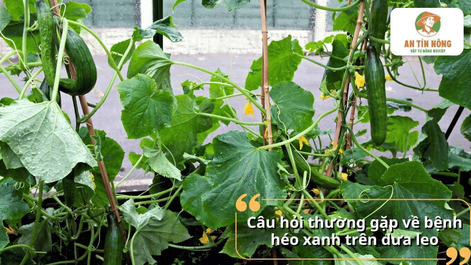 Cây dưa leo sinh trưởng và mang trái trong nhà màng.
