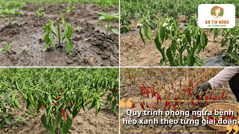 Cây ớt non bị héo rũ với lá cụp xuống, thể hiện dấu hiệu điển hình của bệnh héo xanh.