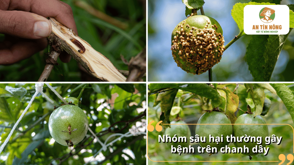 Nhóm sâu hại thường gây bệnh trên chanh dây và làm ảnh hưởng đến thân, lá và quả