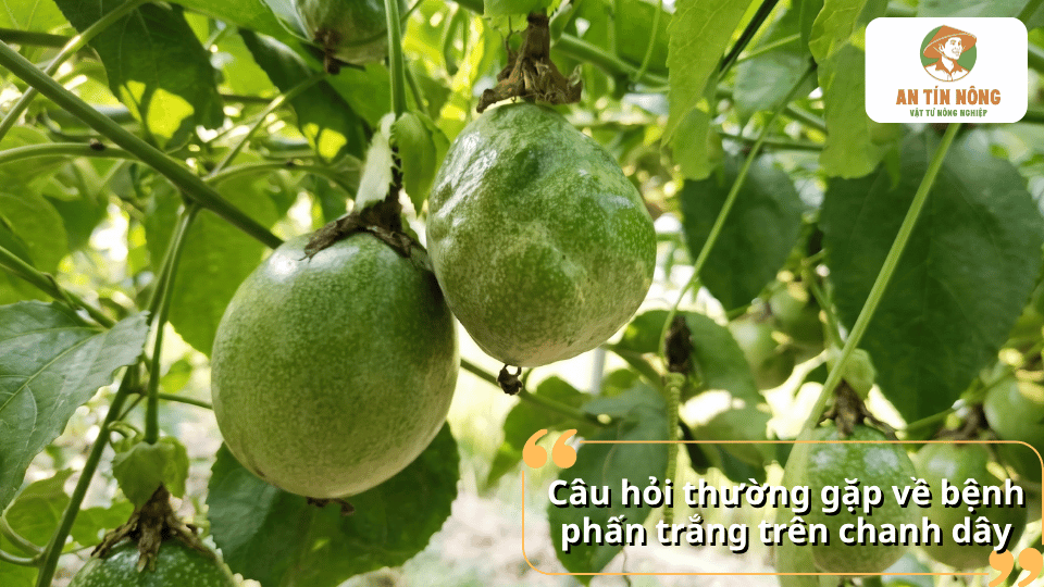 Quả chanh dây có dấu hiệu bệnh phấn trắng với lớp đốm trắng bất thường trên bề mặt.