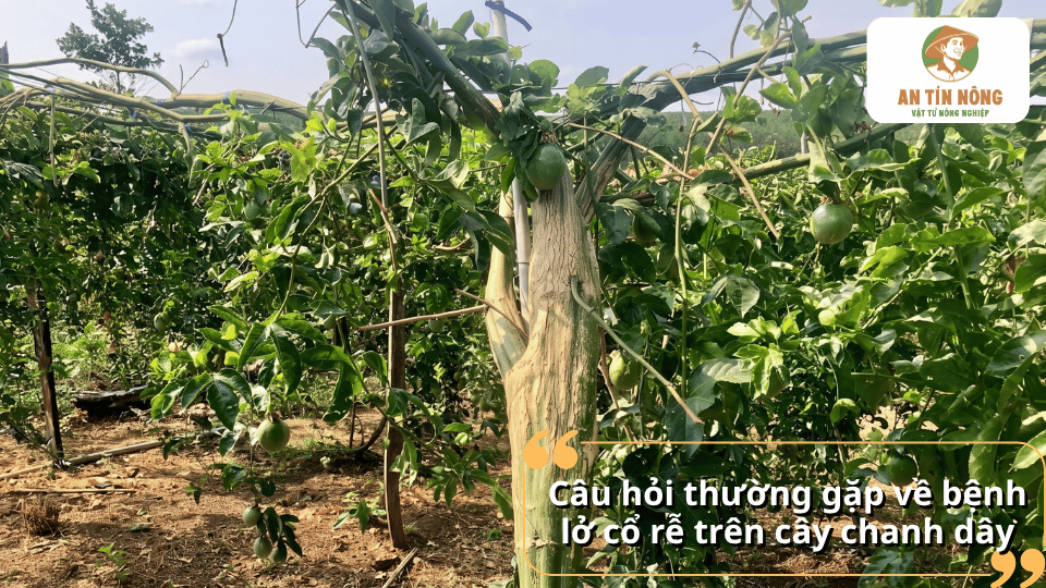 Vườn chanh dây có dấu hiệu bệnh lở cổ rễ cần được kiểm tra và xử lý.