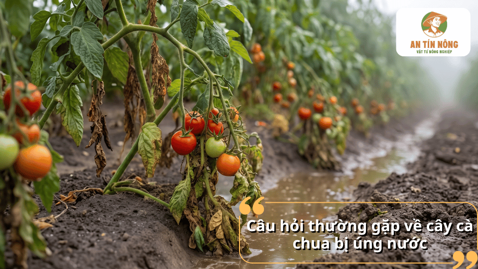 Luống cà chua có nhiều cây héo rũ, lá vàng và đất ẩm ướt sau mưa