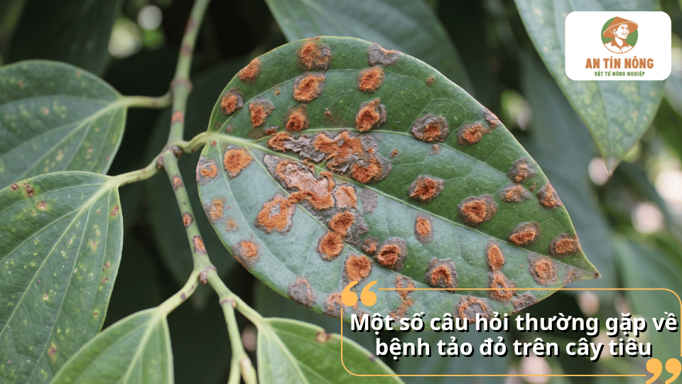 Giải đáp những câu hỏi thường gặp về bệnh tảo đỏ trên cây tiêu.