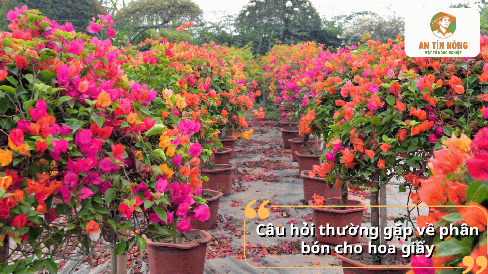 Giải đáp những câu hỏi thường gặp về cách bón phân kali cho hoa giấy.