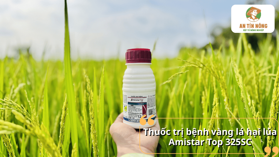 Chai thuốc Amistar Top 325SC được cầm trên tay giữa ruộng lúa, giới thiệu thuốc trị bệnh vàng lá hại lúa.