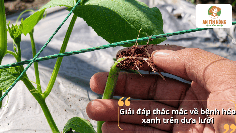 Giải đáp thắc mắc về bệnh héo xanh trên dưa lưới và cách nhận biết, phòng ngừa bệnh hiệu quả.