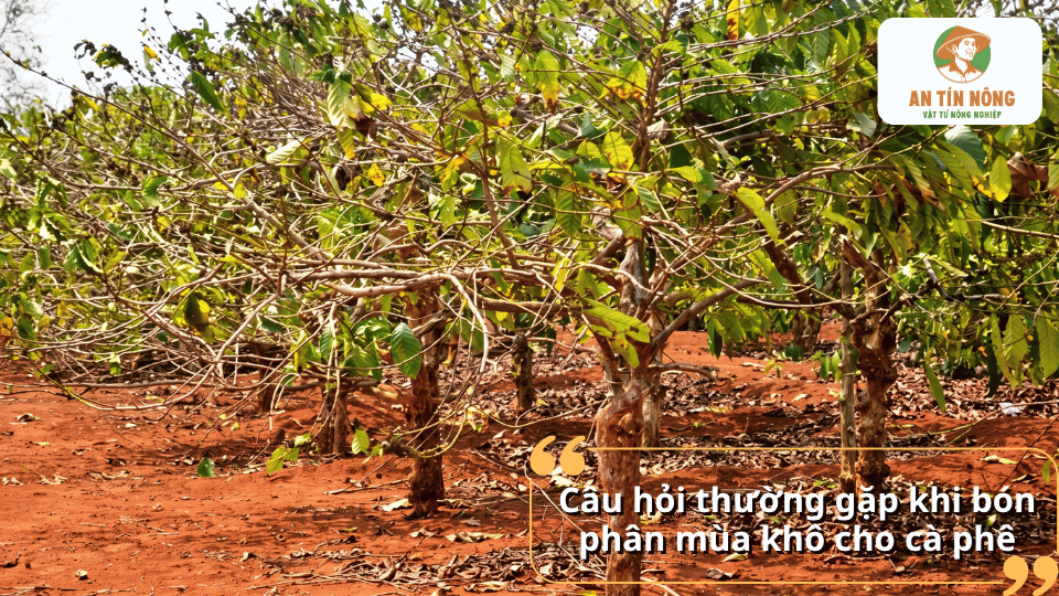 Giải đáp câu hỏi thường gặp khi bón phân mùa khô cho cây cà phê.