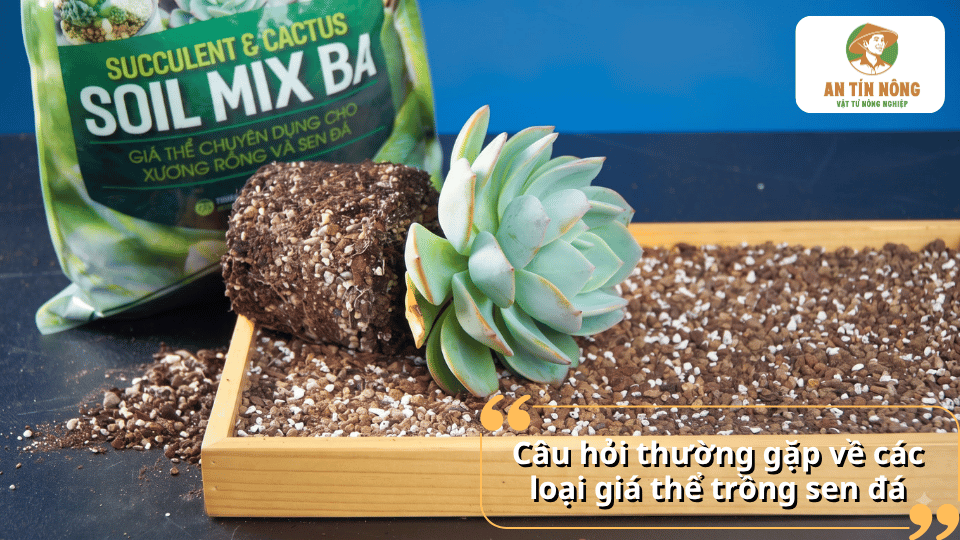 Câu hỏi thường gặp về các loại giá thể trồng sen đá, cách lựa chọn và sử dụng giá thể phù hợp khi chăm sóc sen đá.