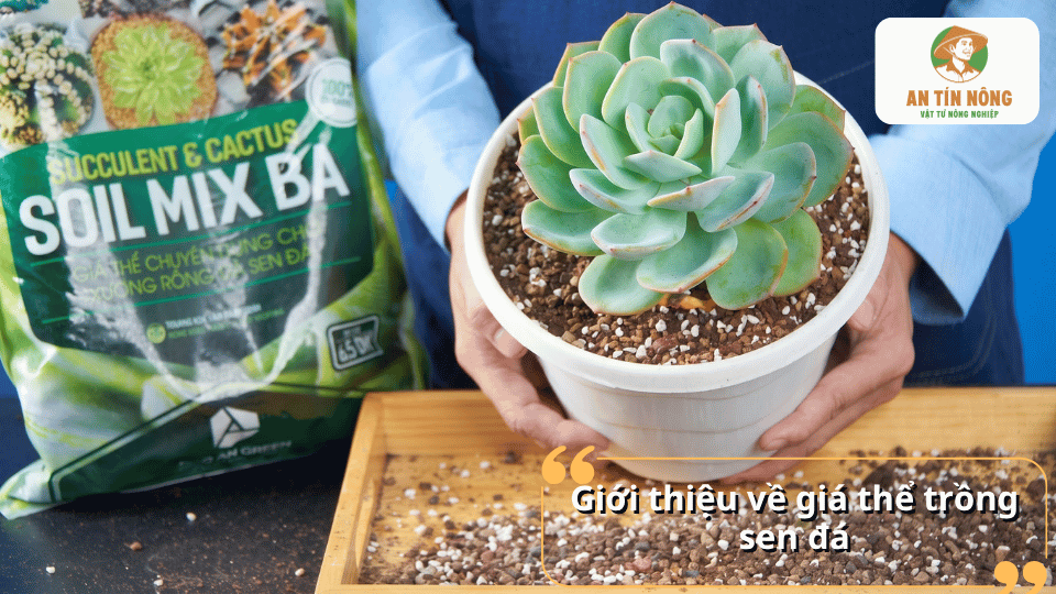 Giới thiệu về giá thể trồng sen đá và hình ảnh cây sen đá được trồng trong hỗn hợp đất cùng giá thể Soil Mix Ba.
