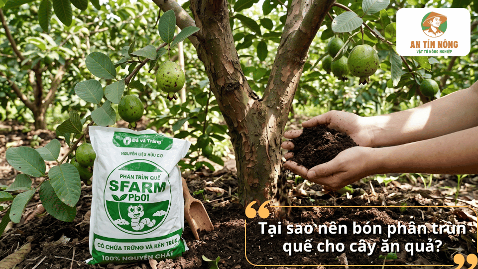 Lợi ích của việc bón phân trùn quế cho cây ăn quả và cải thiện đất trồng.