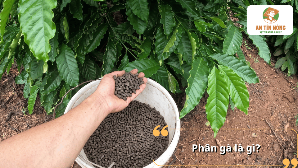 Phân gà là gì, đặc điểm của phân gà dạng viên và vai trò trong việc bổ sung dinh dưỡng cho cây cà phê.