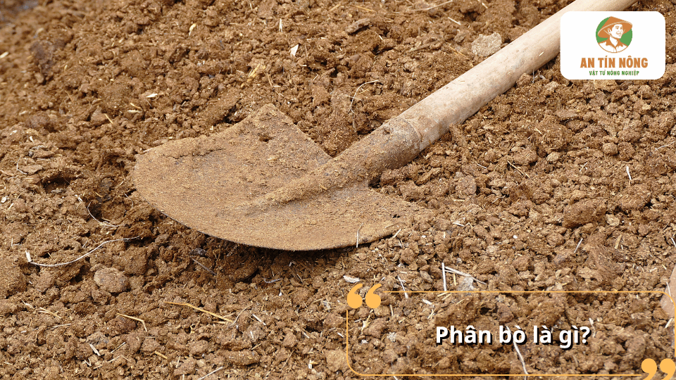 Phân bò là gì và vai trò của phân bò đối với cây trồng.