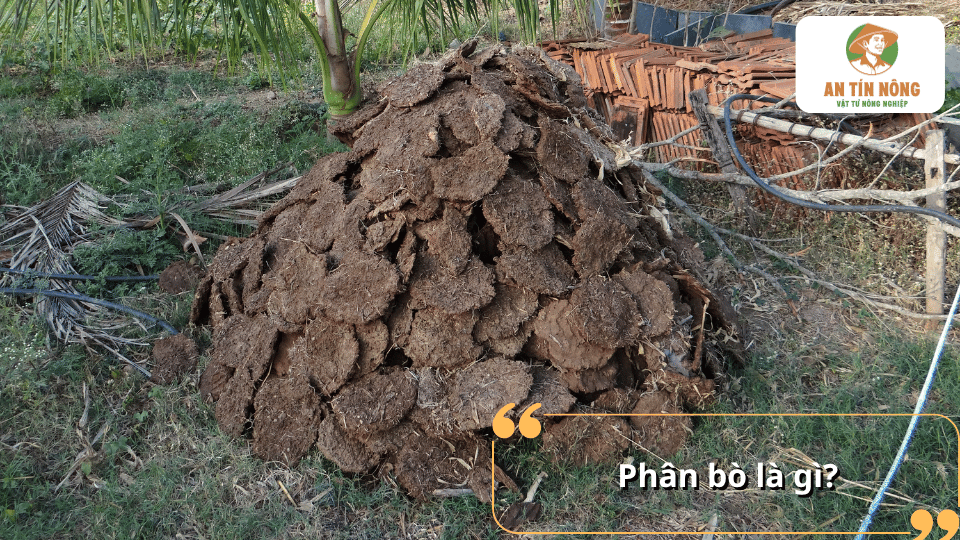Phân bò là nguồn phân hữu cơ từ gia súc, được sử dụng để bổ sung dinh dưỡng cho cây trồng.
