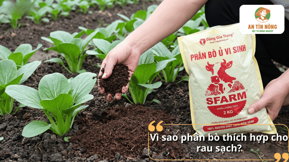 Phân bò phù hợp cho rau sạch nhờ khả năng bổ sung hữu cơ và hỗ trợ cải thiện đất trồng.