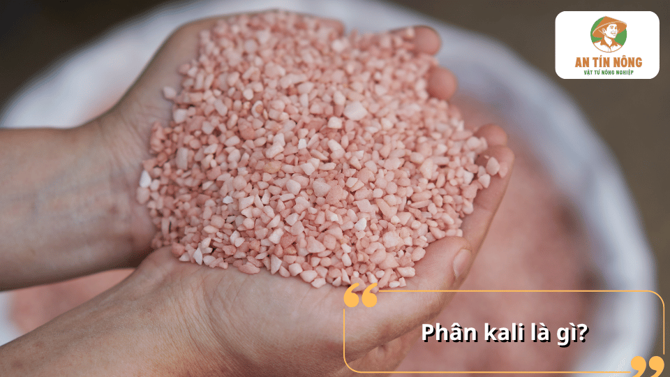 Phân kali dạng hạt được sử dụng để bổ sung dinh dưỡng cho cây ăn quả.