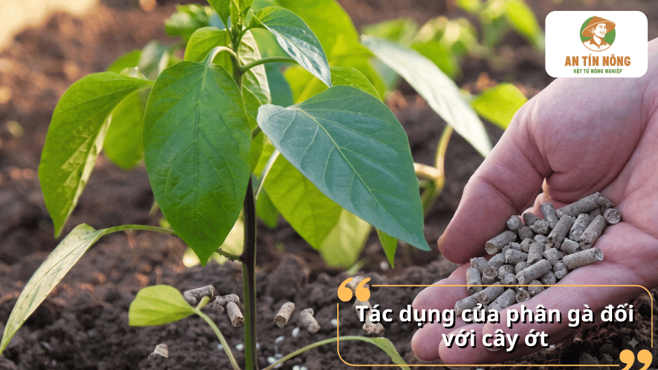 Tác dụng của phân gà đối với cây ớt, hỗ trợ cây sinh trưởng và phát triển tốt.