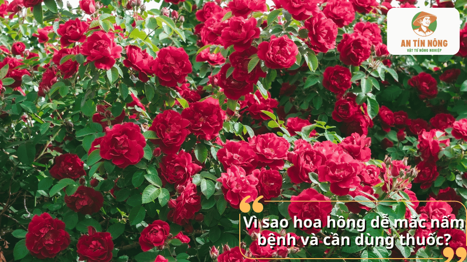 Hoa hồng dễ mắc nấm bệnh và cần sử dụng thuốc để phòng ngừa, xử lý phù hợp